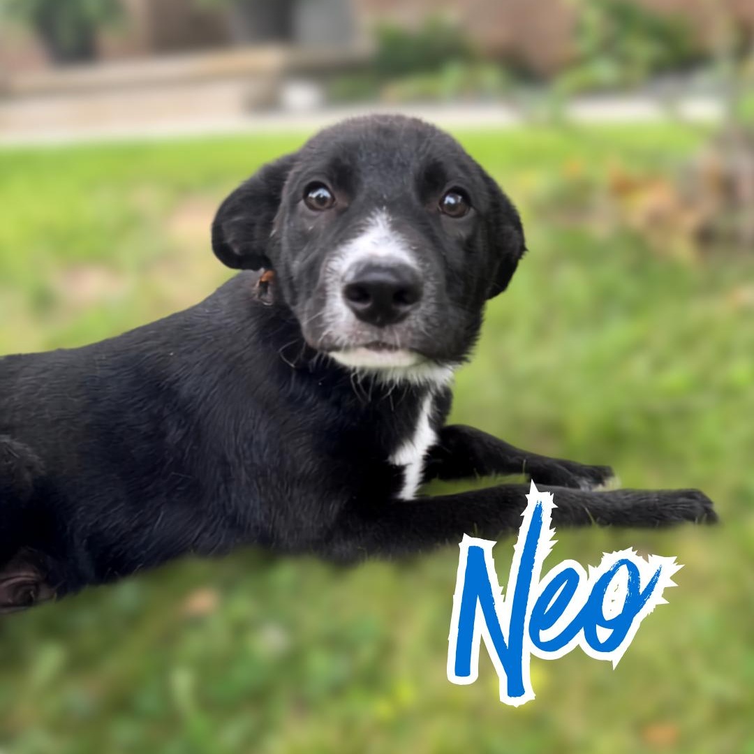 NEO UPDATED (Videos), a Adoptable mixed breed in Ashland, OH image 6/6