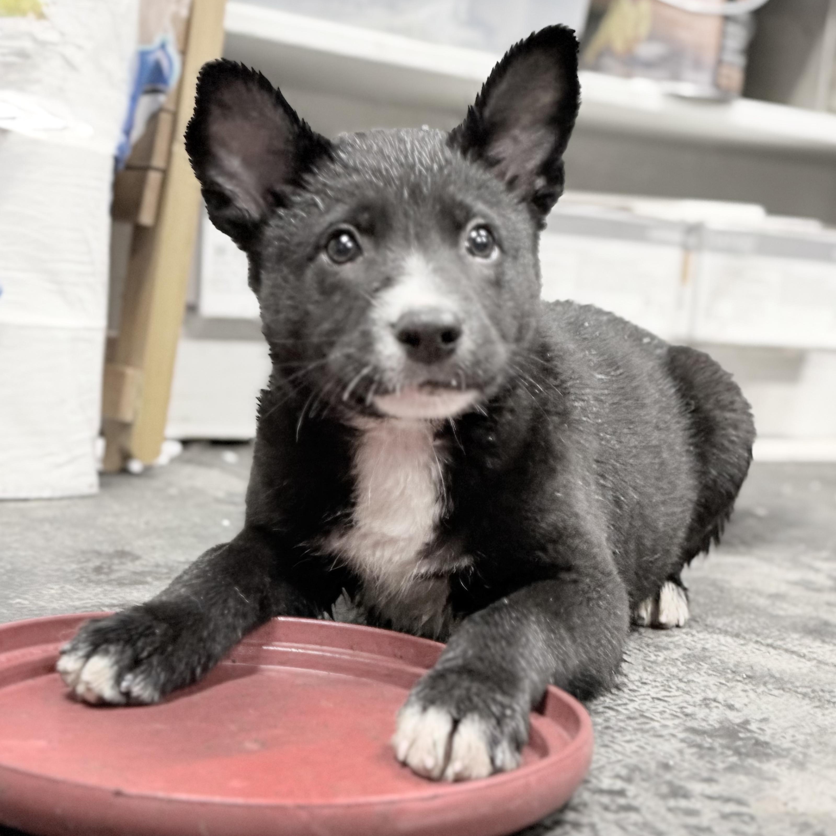 NEO (Video), a Adoptable mixed breed in Ashland, OH image 2/5