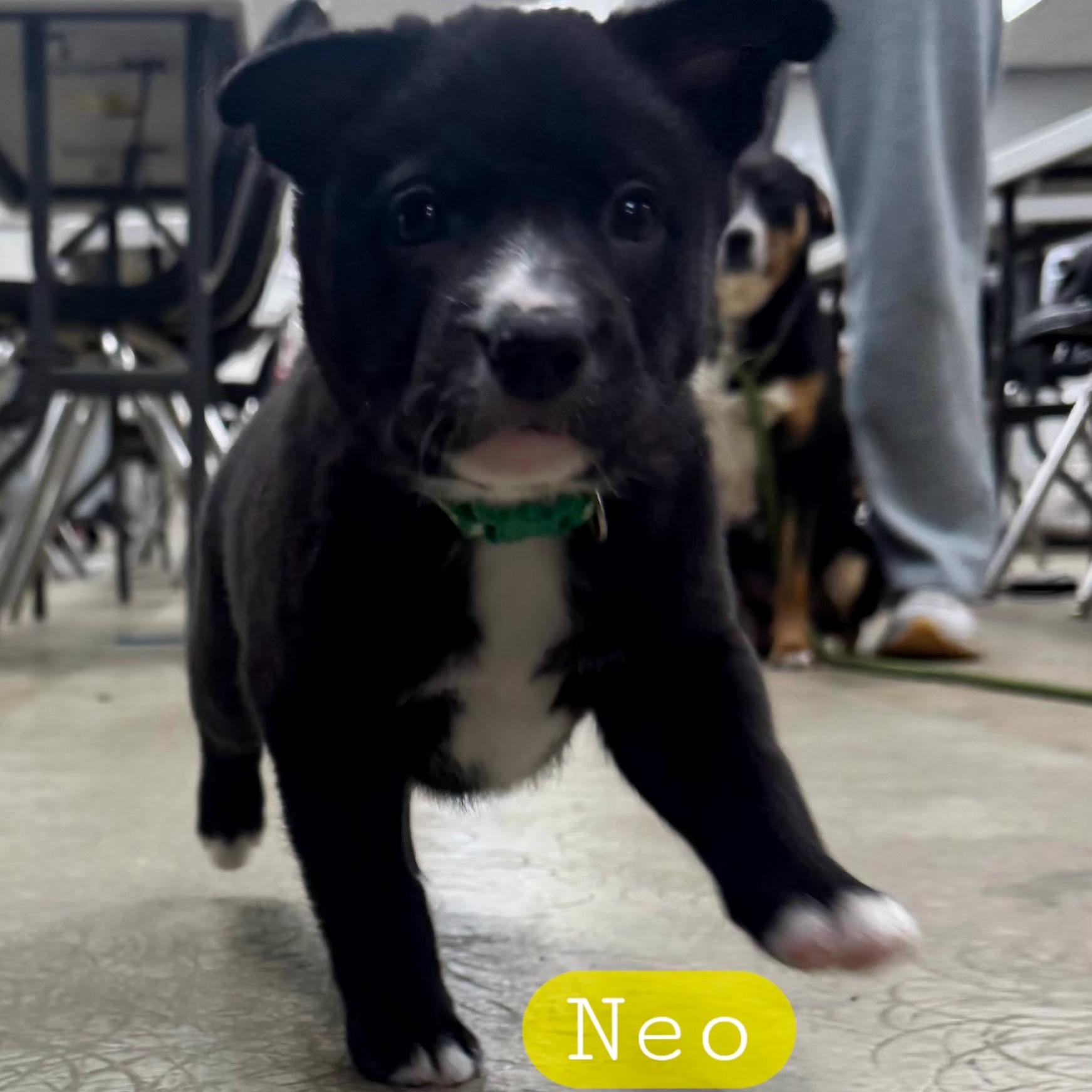 NEO (Video), a Adoptable mixed breed in Ashland, OH image 4/5