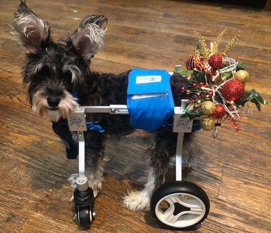 HOPE, SPECIAL NEEDS, a Adoptable Schnauzer in Dallas, TX image 1/2