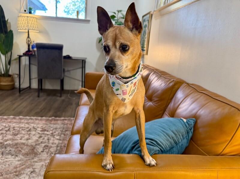 Gizmo Do Your Dance, Adoptable, Adult Male Chihuahua & Terrier.