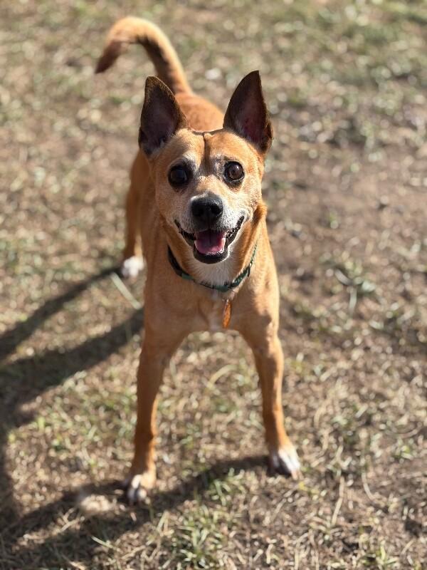 Enlarge Gizmo Do Your Dance, a Adoptable mixed breed in Friendswood, TX image 2/6