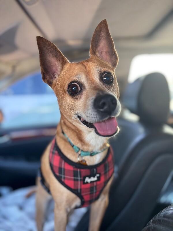 Enlarge Gizmo Do Your Dance, a Adoptable mixed breed in Friendswood, TX image 3/6