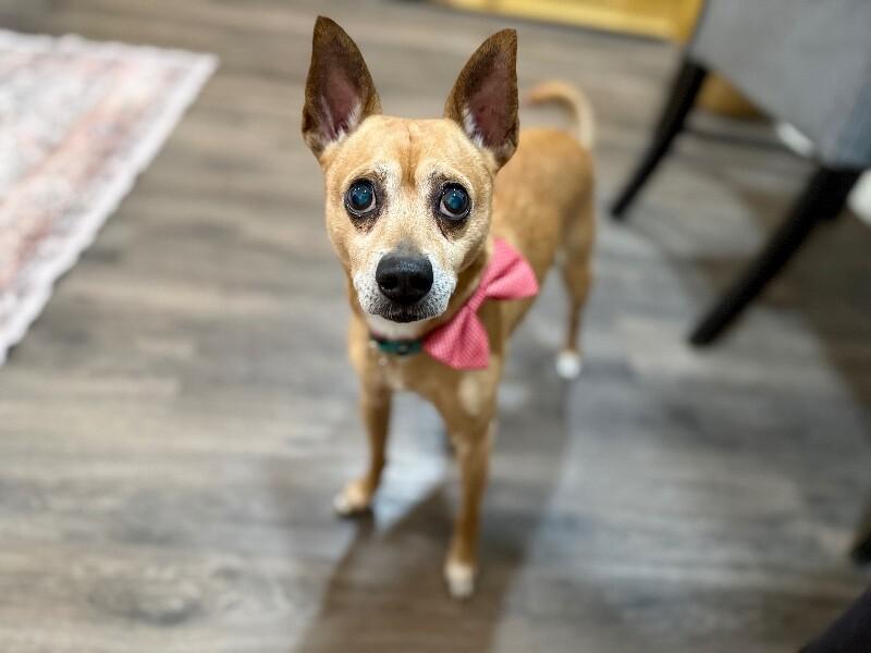 Enlarge Gizmo Do Your Dance, a Adoptable mixed breed in Friendswood, TX image 4/6