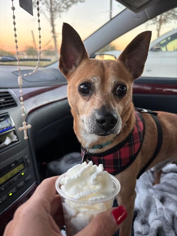 Enlarge Gizmo Do Your Dance, a Adoptable mixed breed in Friendswood, TX image 5/6