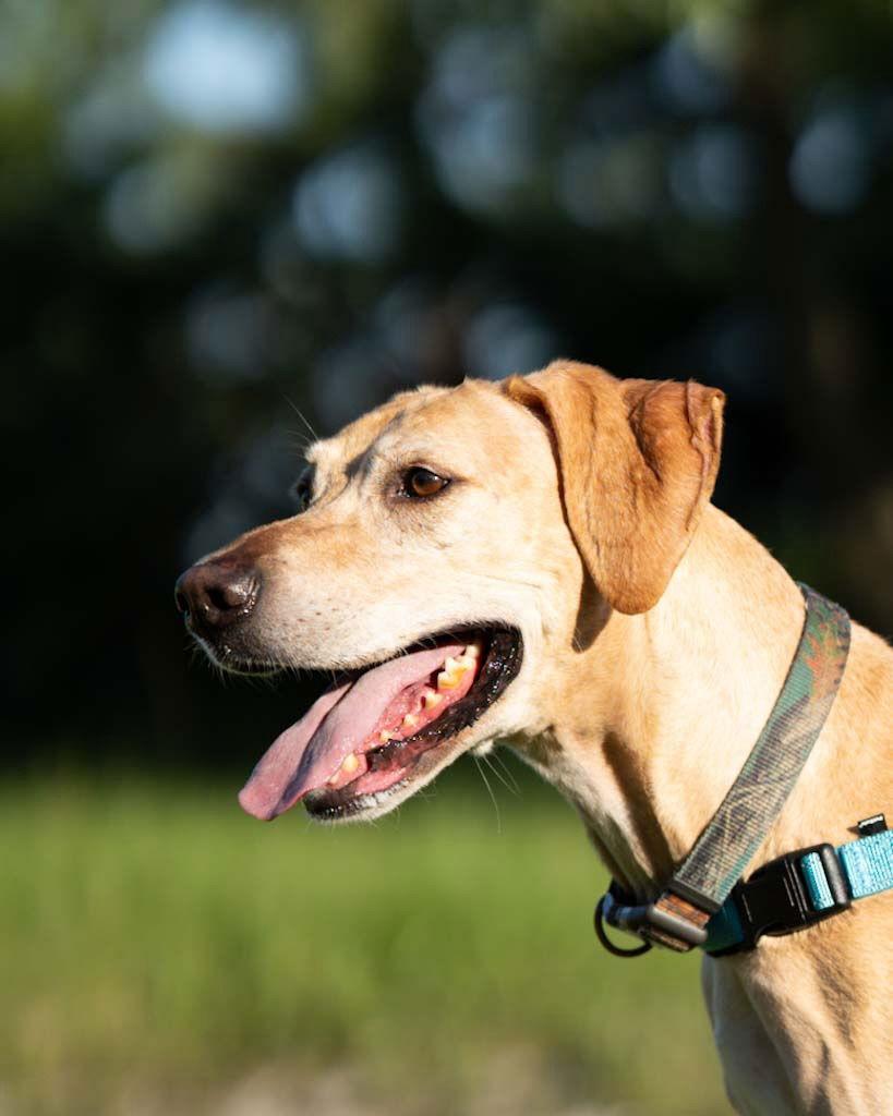 Enlarge Apollo, a Adopted Labrador Retriever in Lincoln, NE image 1/3