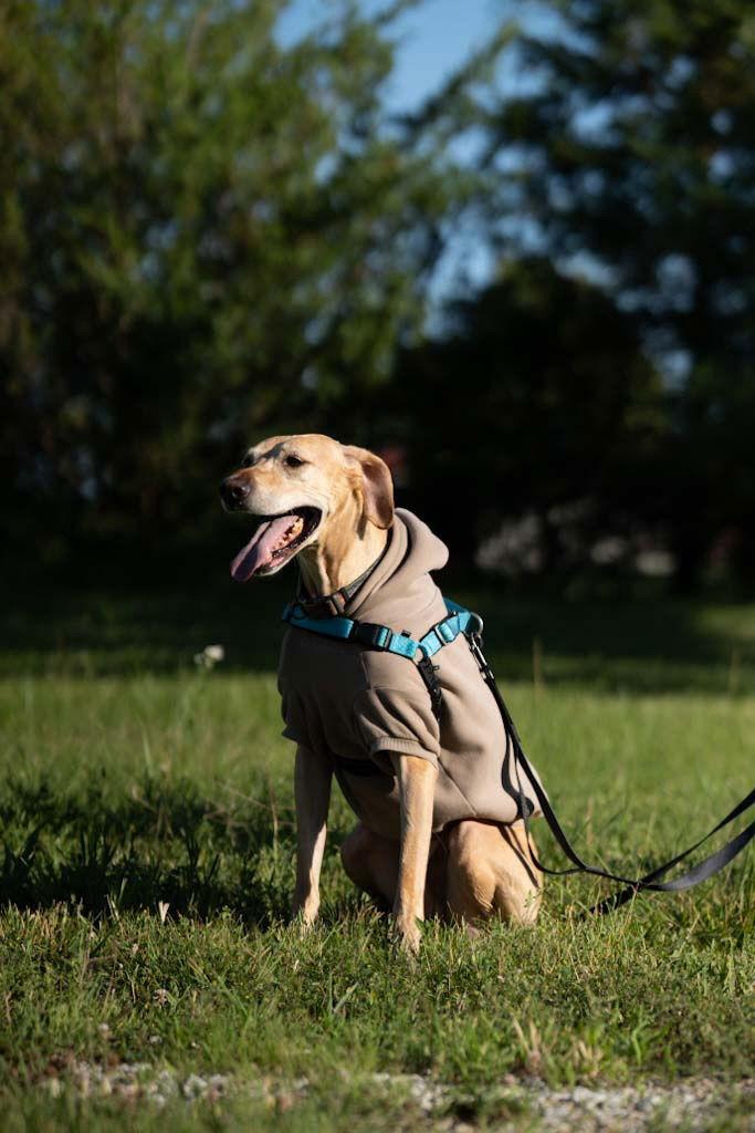 Enlarge Apollo, a Adopted Labrador Retriever in Lincoln, NE image 2/3