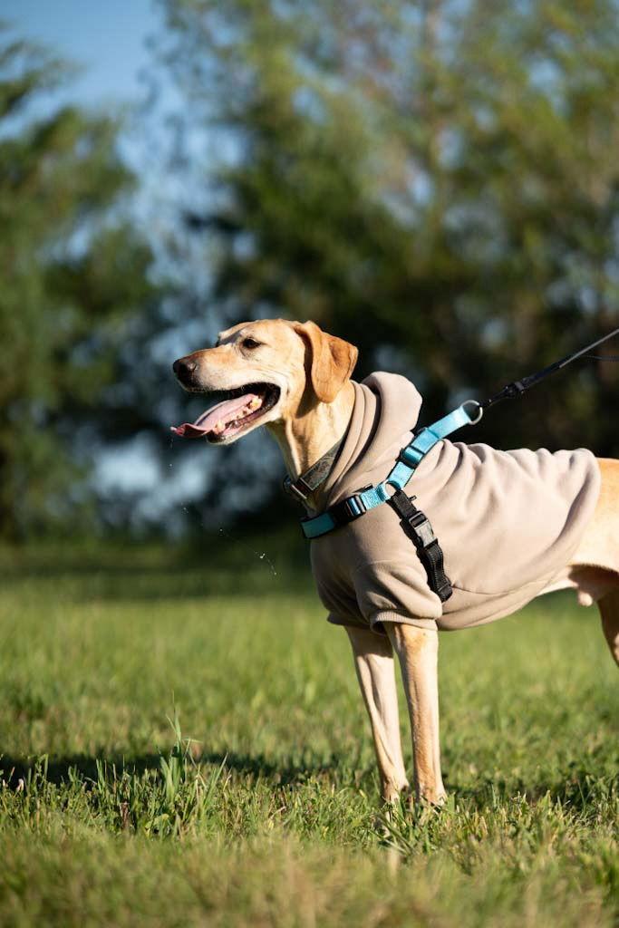 Enlarge Apollo, a Adopted Labrador Retriever in Lincoln, NE image 3/3