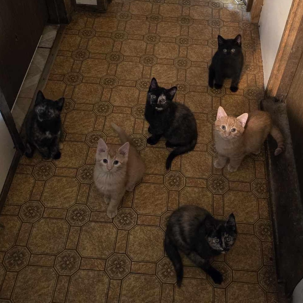 Lion's Mane, a Adopted mixed breed in Conway, SC image 4/4