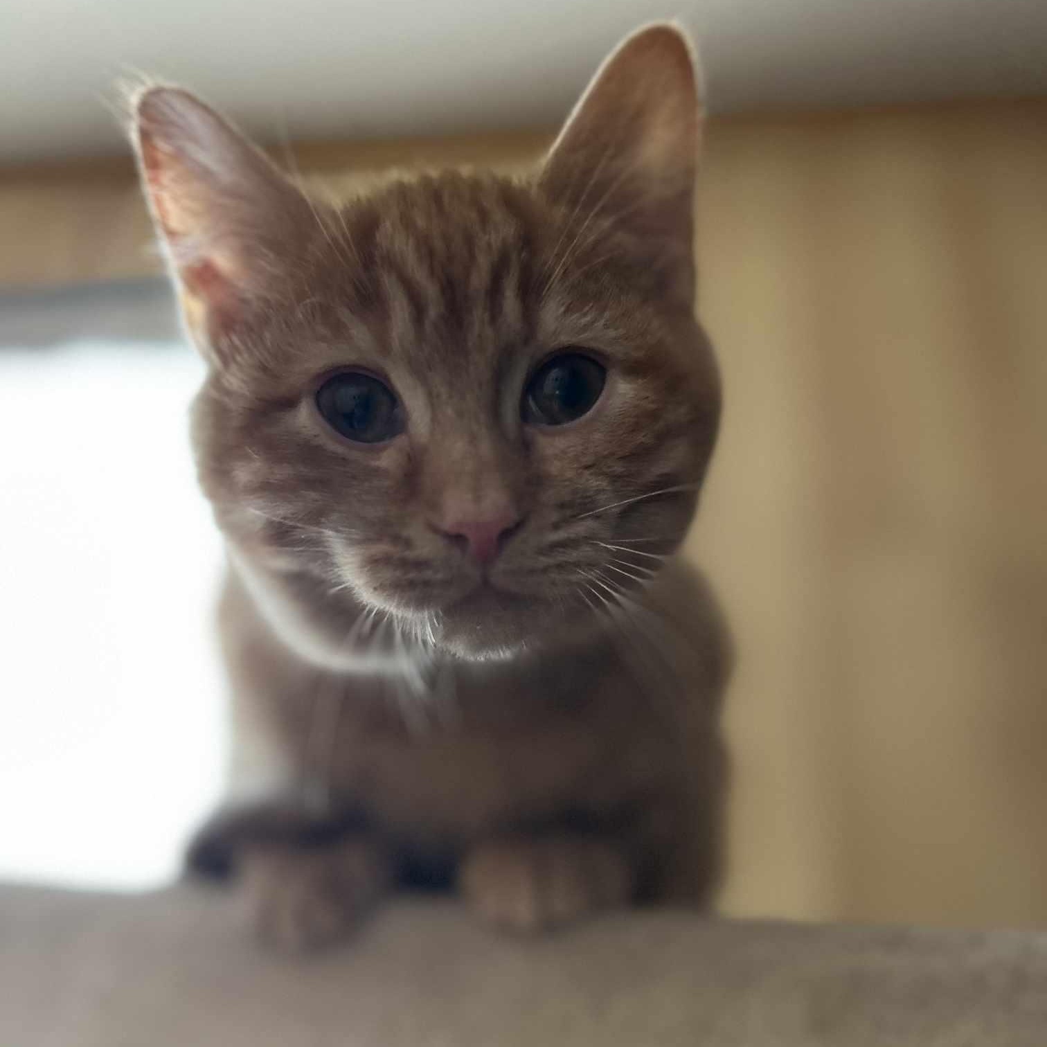 Lion's Mane, a Adopted mixed breed in Conway, SC image 2/4