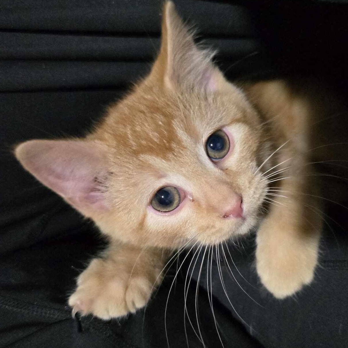 Lion's Mane, Adopted, Young Male Domestic Short Hair.