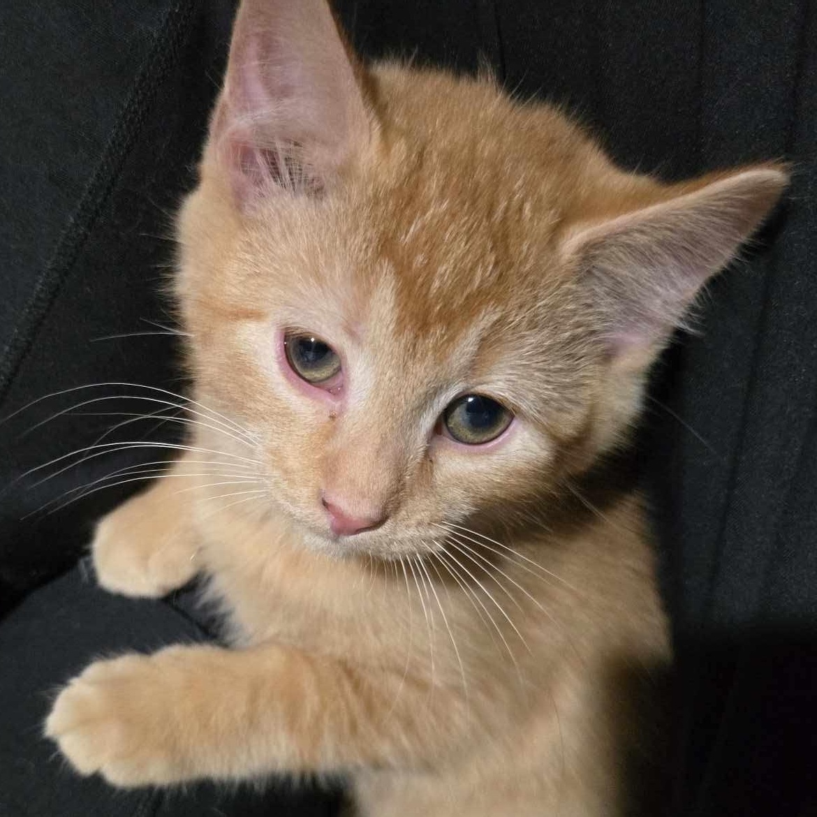 Lion's Mane, a Adopted mixed breed in Conway, SC image 3/4