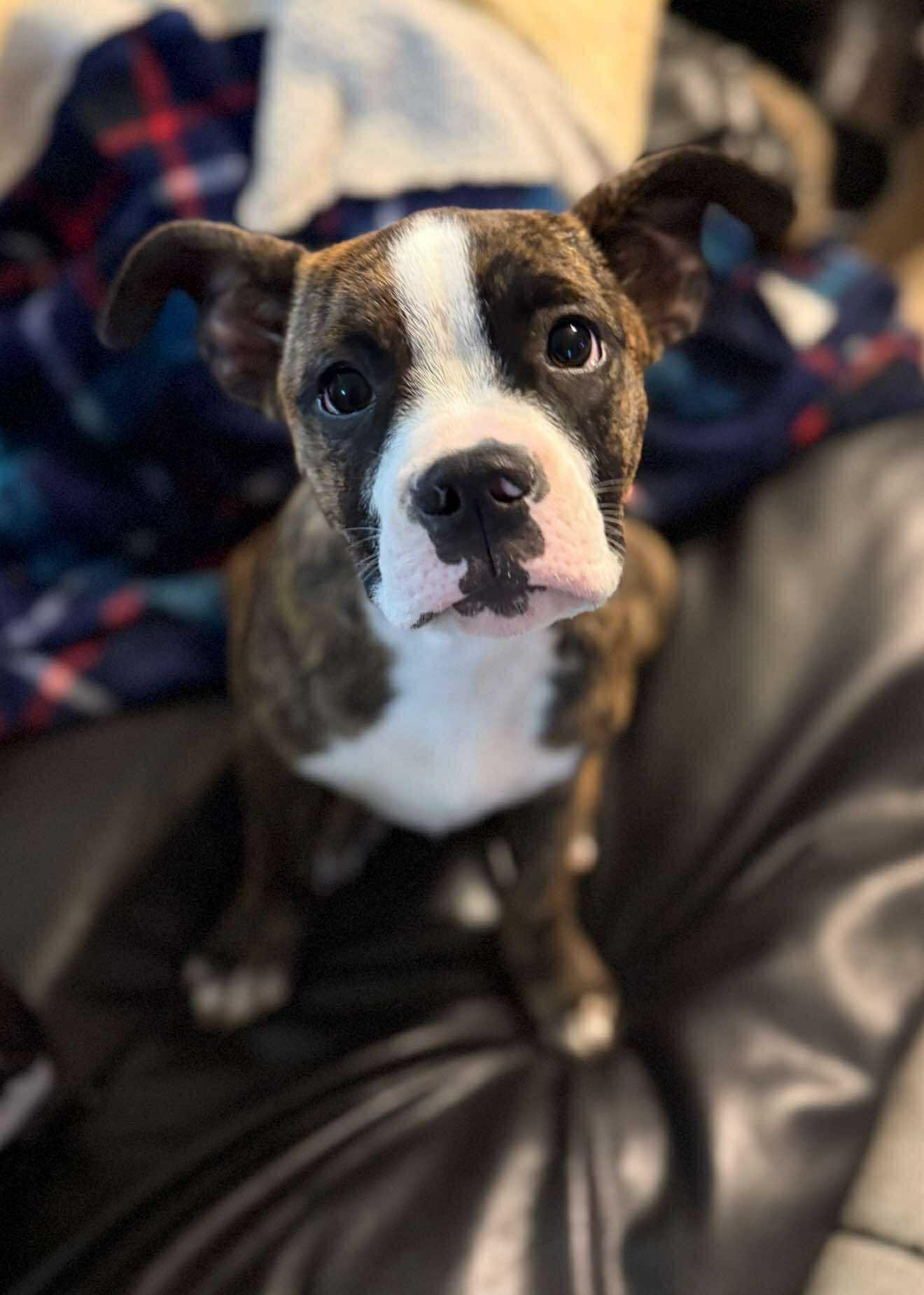 Hector *HERE IN NH* 2