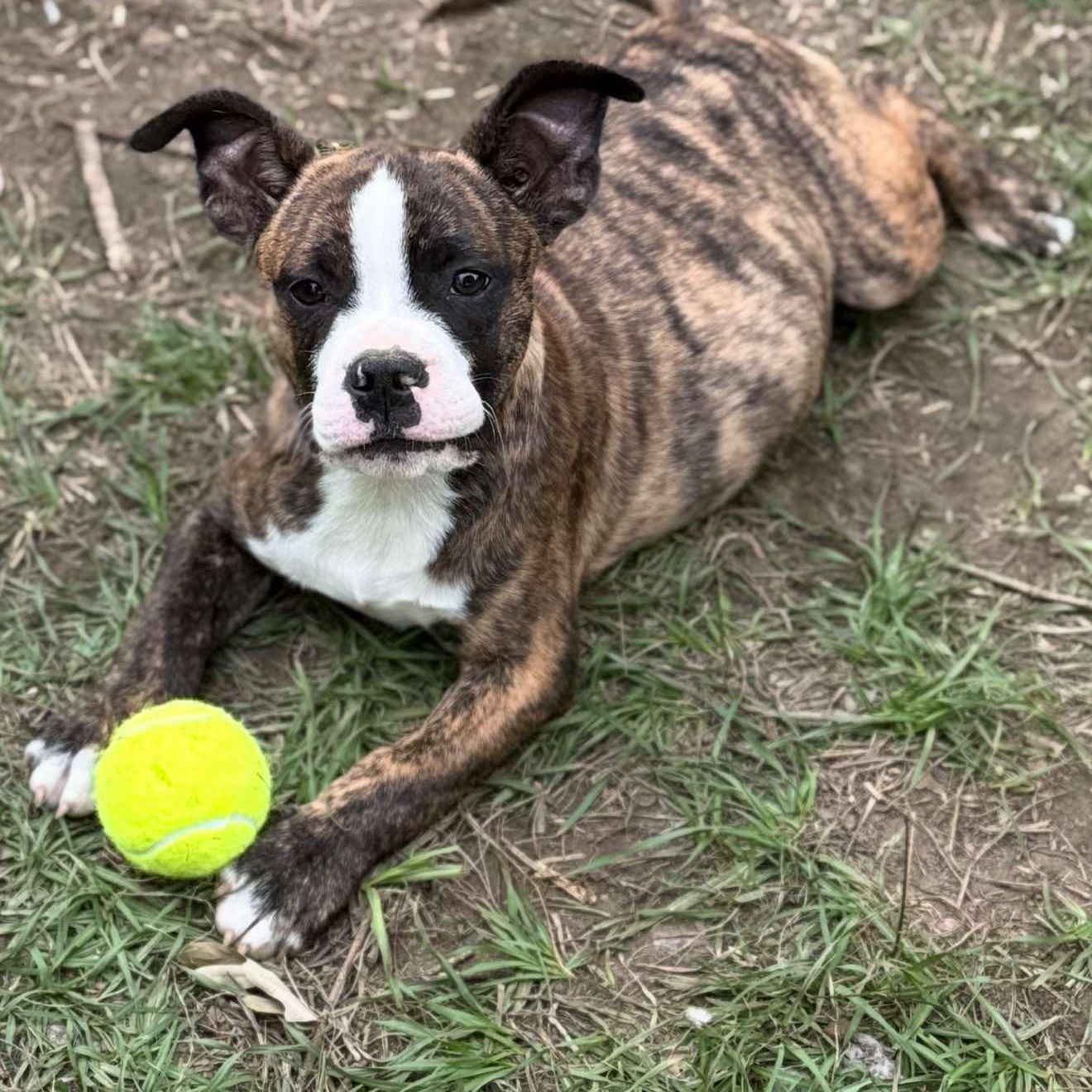 Hector *HERE IN NH* 1