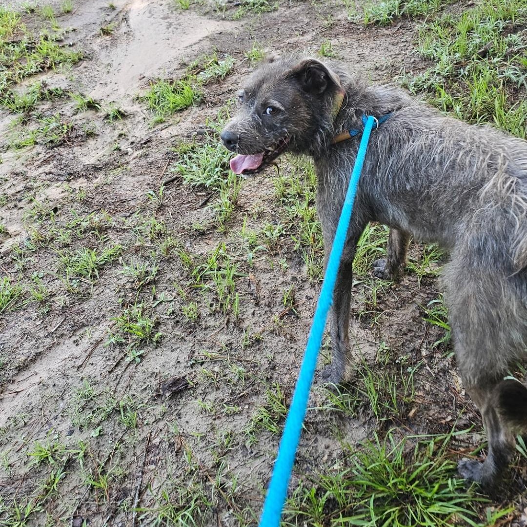 Luna, a Adoptable mixed breed in Willis, TX image 6/6