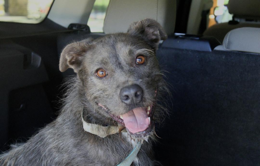 Luna, Adoptable, Adult Female Standard Schnauzer & Glen of Imaal Terrier.