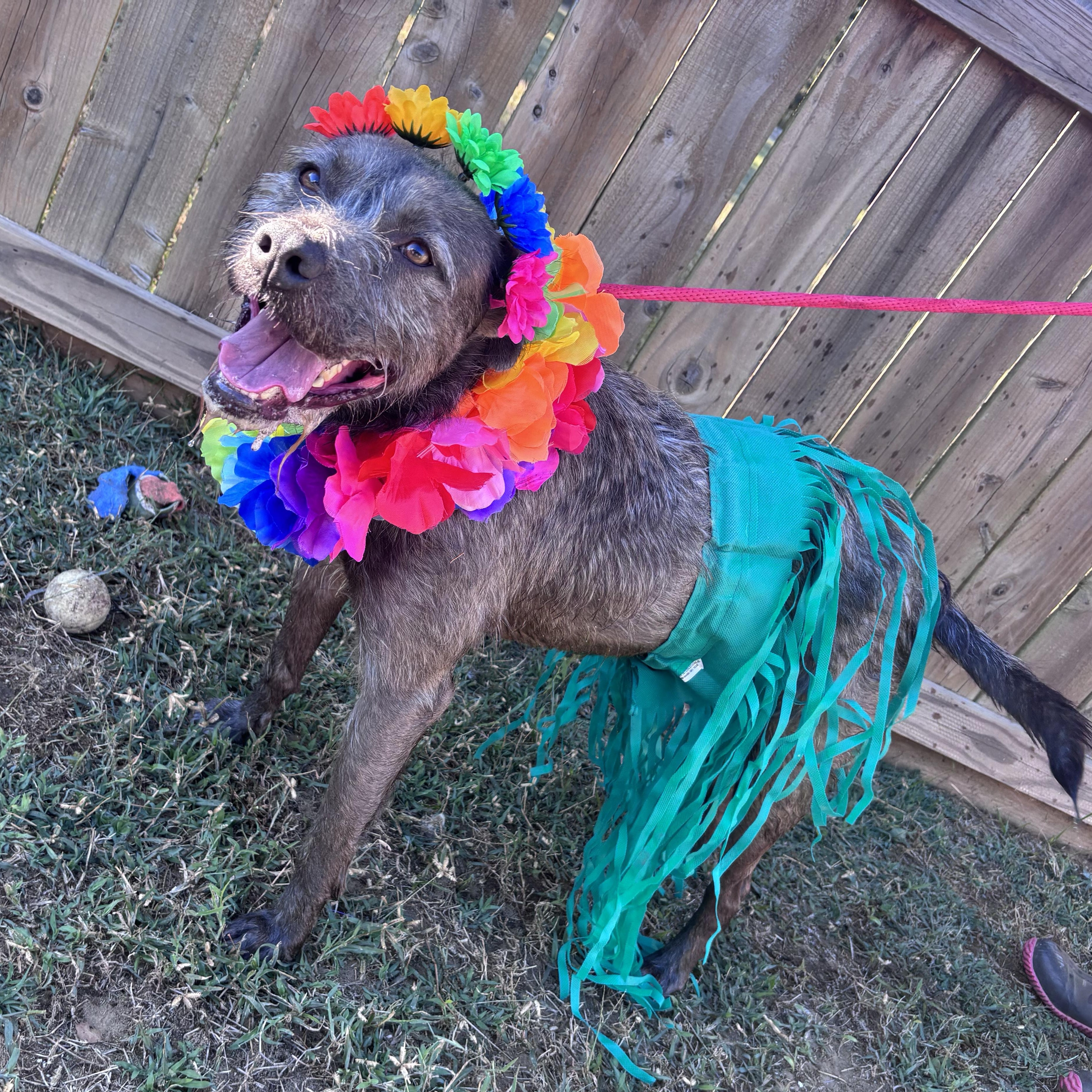 Luna, a Adoptable mixed breed in Willis, TX image 5/6