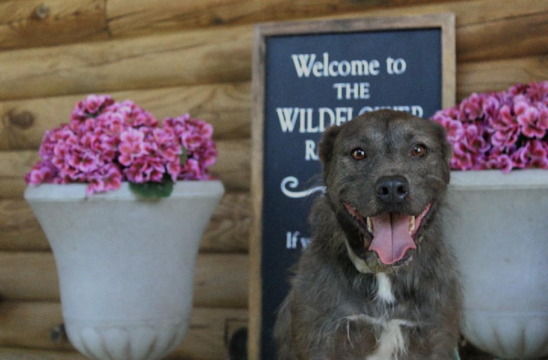 Luna, a Adoptable mixed breed in Willis, TX image 2/6