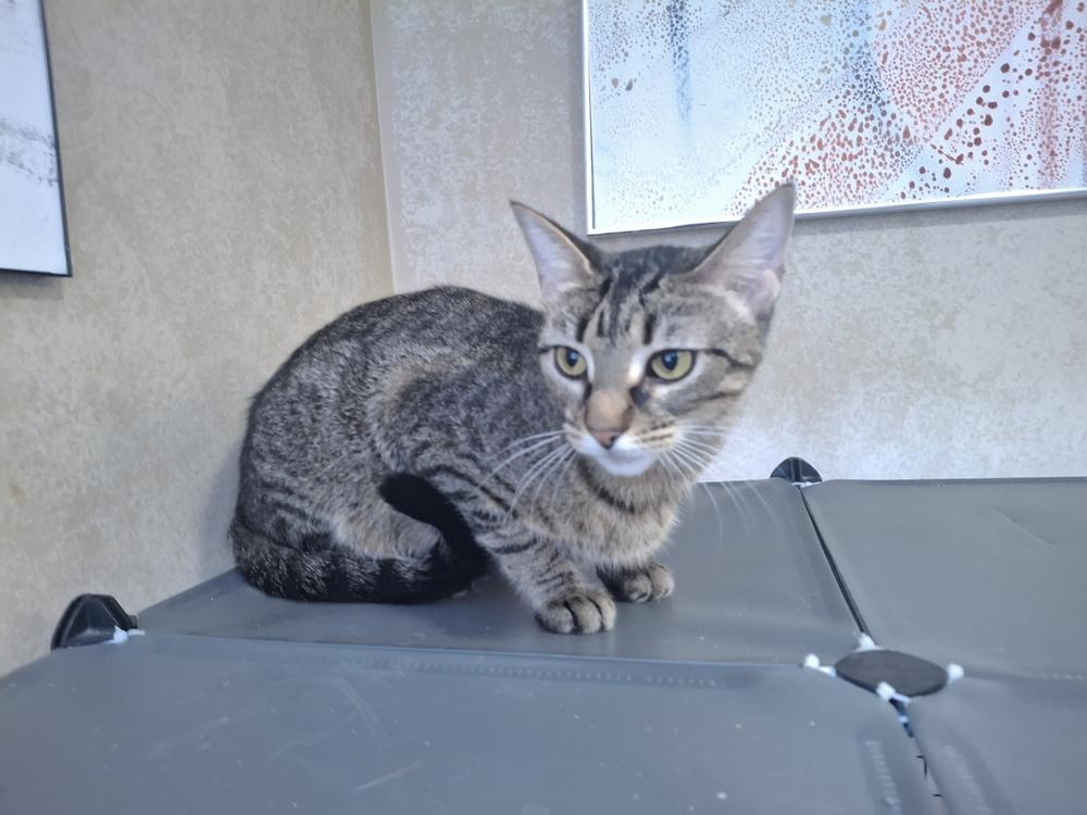 Barbara Streisand, Adoptable, Young Female Domestic Short Hair.