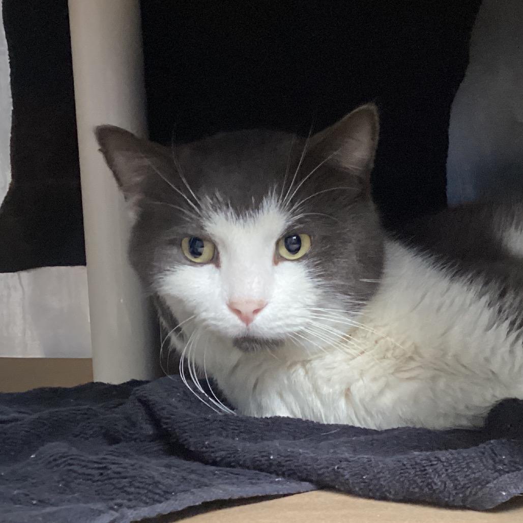 Gar, Adoptable, Senior Male Domestic Short Hair.