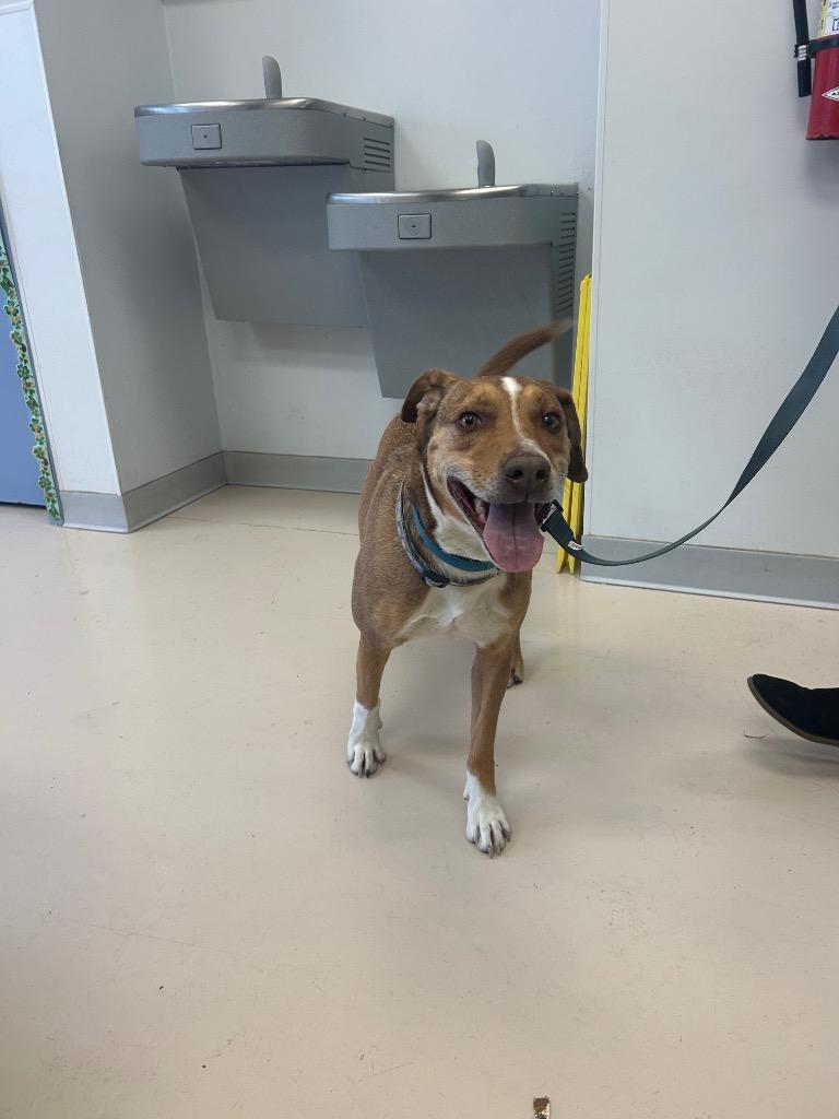 Enlarge Jack**, a Adoptable mixed breed in Belton, TX image 1/1