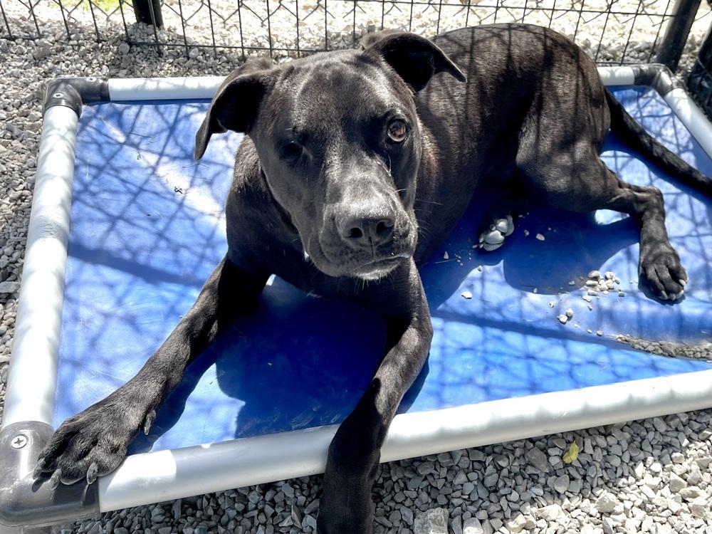 Romeo, Adoptable, Young Male Boston Terrier & Pit Bull Terrier.
