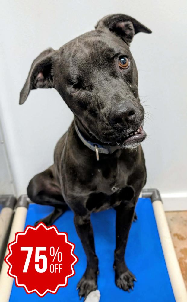 Romeo, a Adoptable mixed breed in Bolivar, MO image 3/5