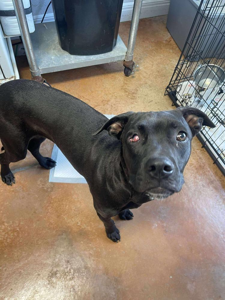 Enlarge Romeo, a Adoptable mixed breed in Bolivar, MO image 2/4