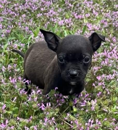 Romeo — thumbnail 3