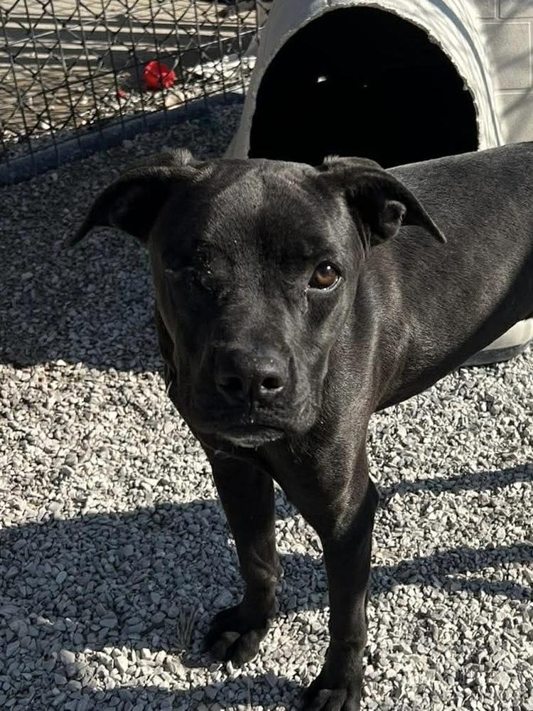 Enlarge Romeo, a Adoptable mixed breed in Bolivar, MO image 4/4