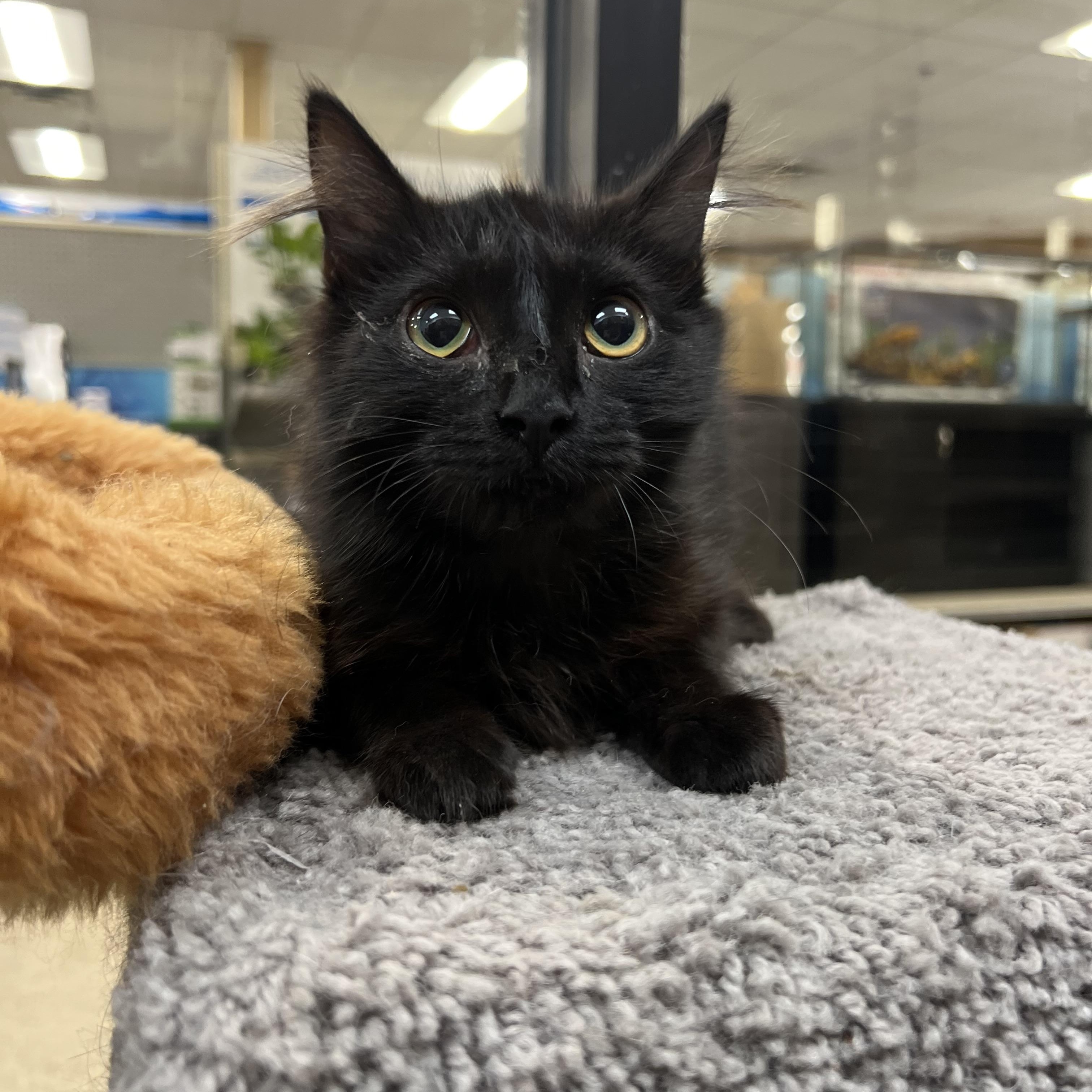 Truffles, adopted, Kitten Female Domestic Short Hair.