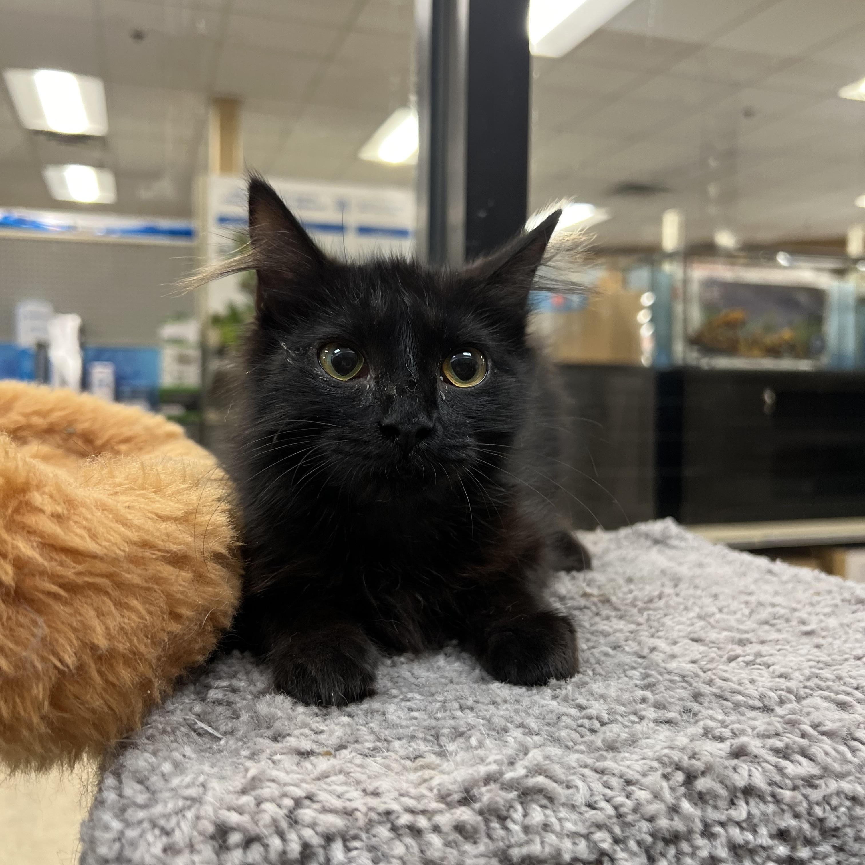 Enlarge Truffles, an adopted mixed breed in Bradenton, FL image 3/3
