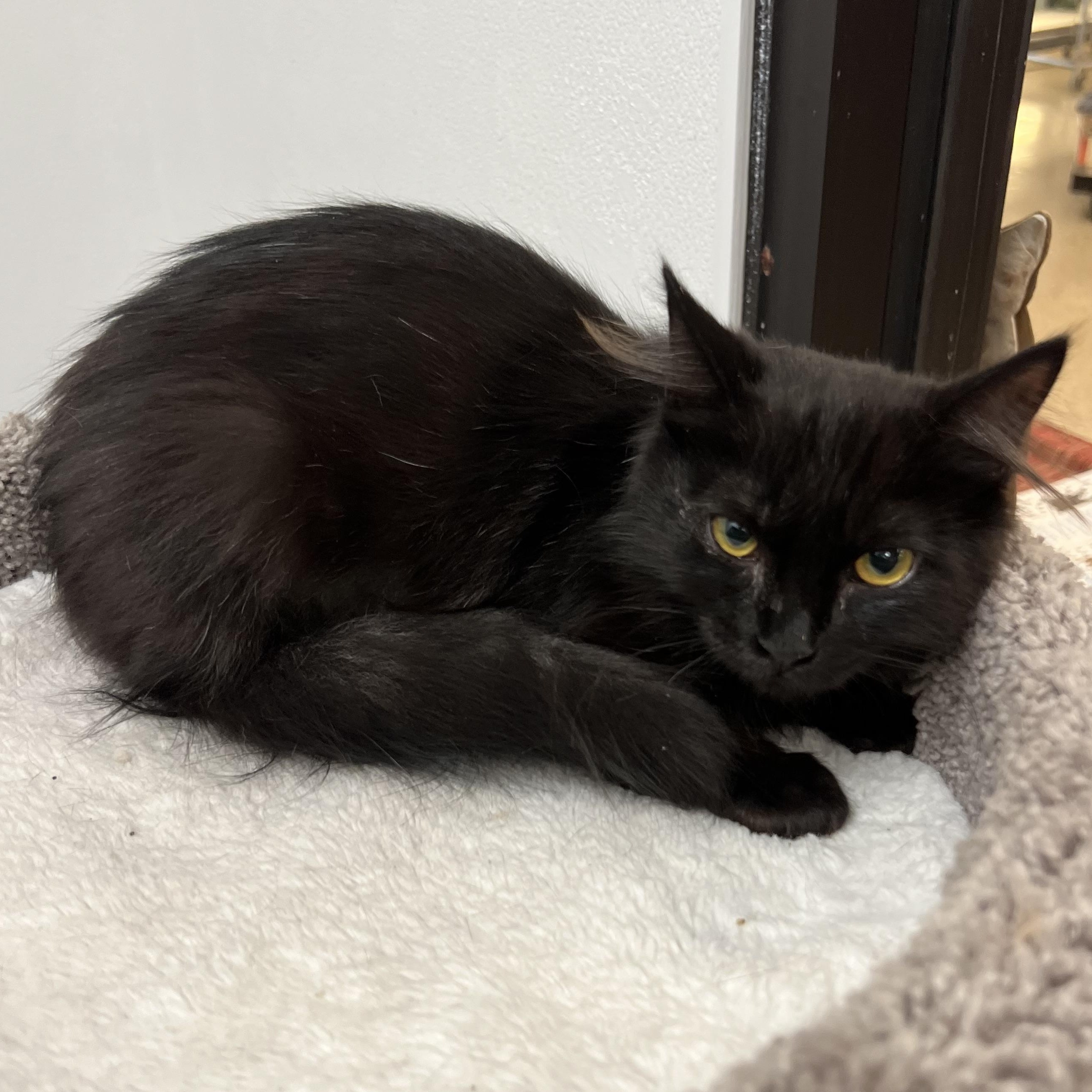 Enlarge Truffles, an adopted mixed breed in Bradenton, FL image 2/3