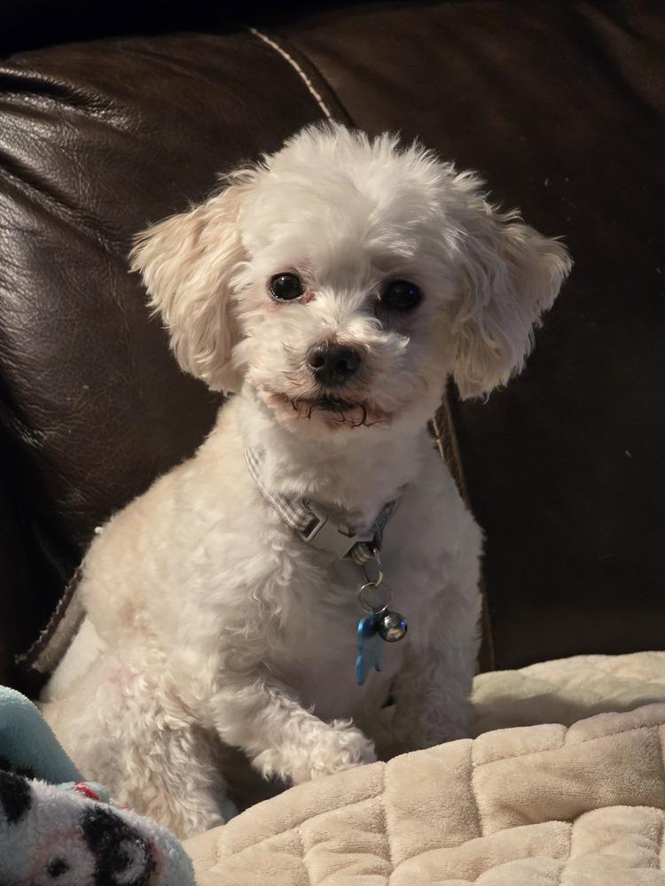 Enlarge Maltipoo- Cane, a Adoptable mixed breed in Omaha, NE image 1/3
