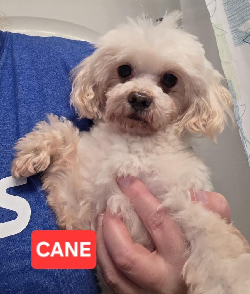 Enlarge Maltipoo- Cane, a Adoptable mixed breed in Omaha, NE image 3/3