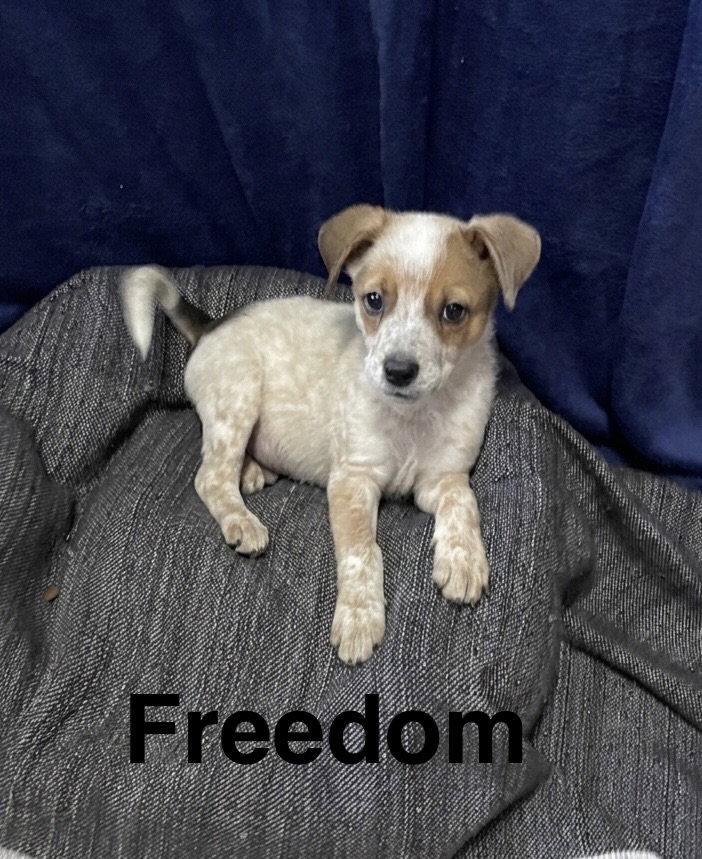 Enlarge Freedom, a Adopted Australian Cattle Dog / Blue Heeler in Topeka, KS image 1/1