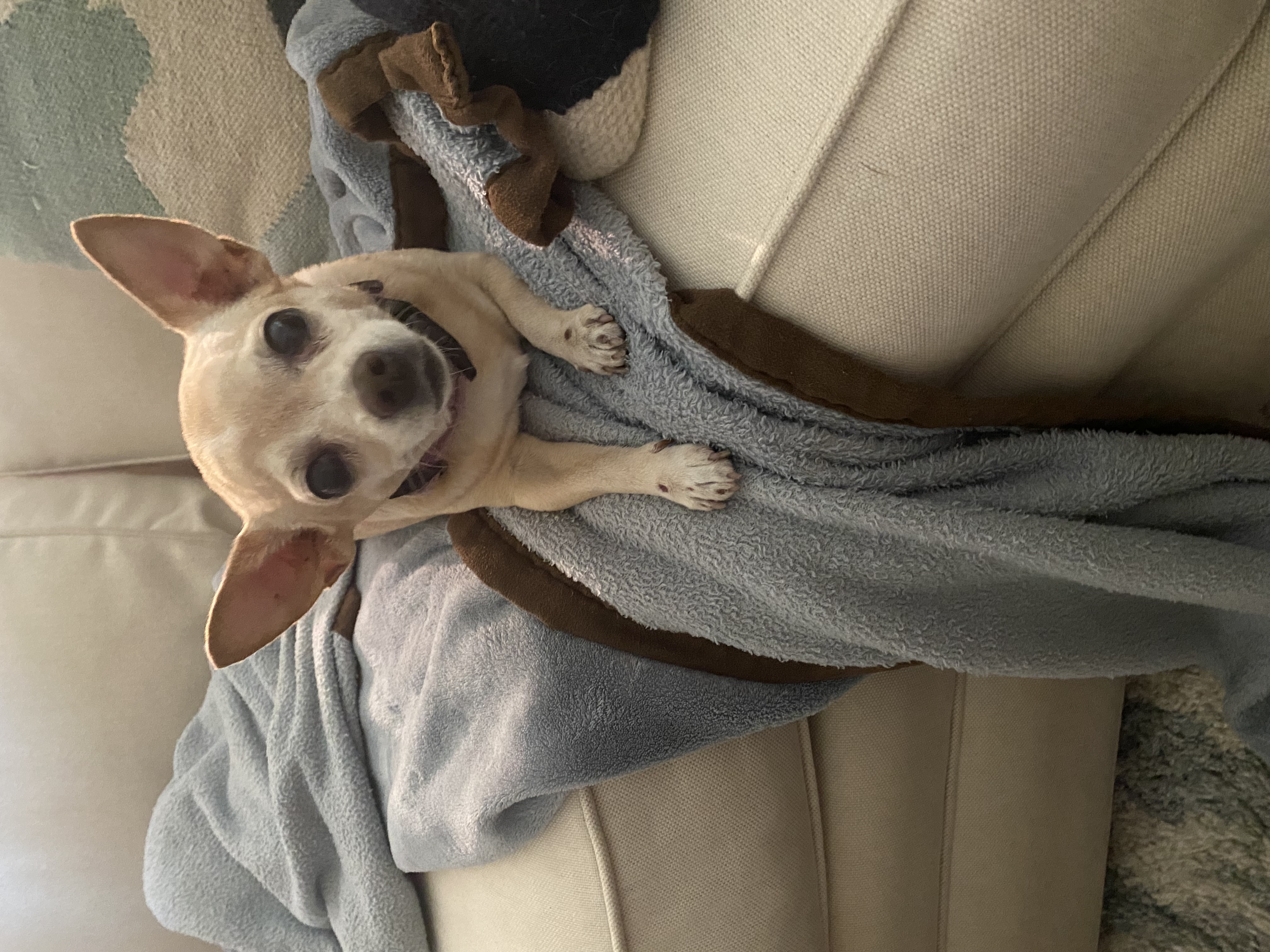 Little Bit, Adoptable, Adult Female Chihuahua.