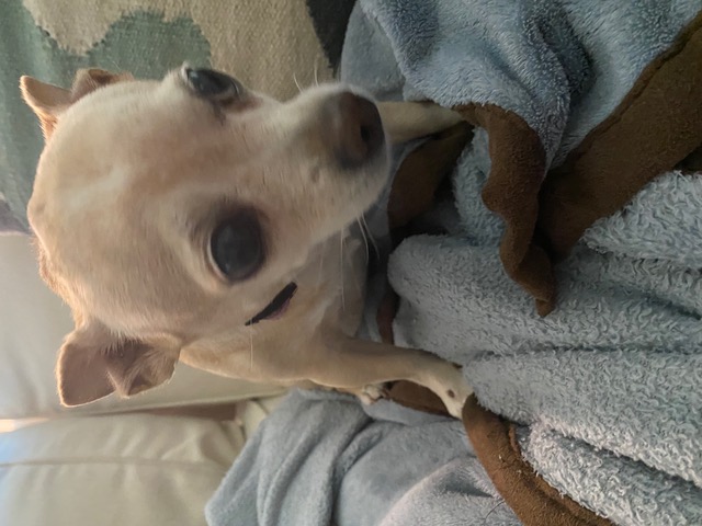 Little Bit, a Adoptable Chihuahua in Bradenton, FL image 2/3