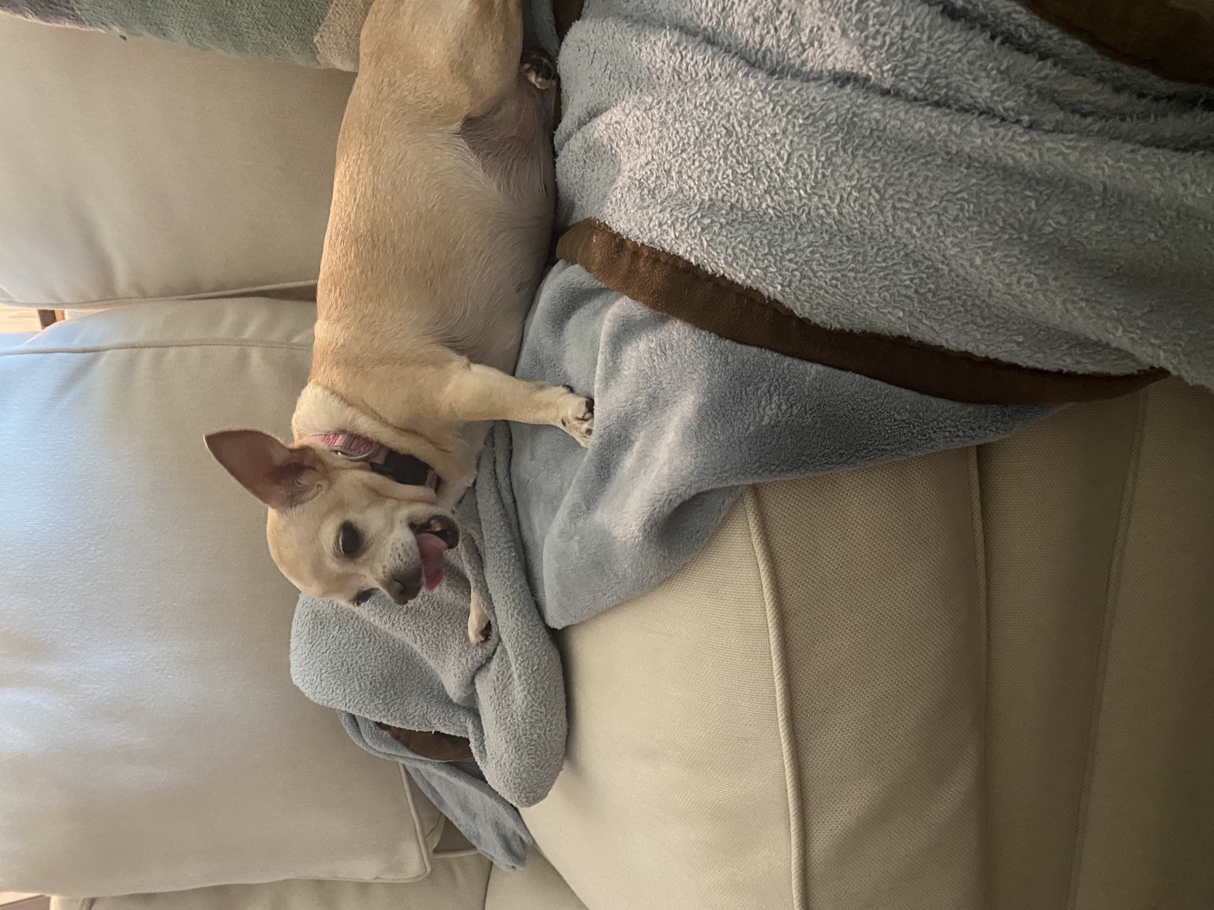 Little Bit, a Adoptable Chihuahua in Bradenton, FL image 3/3