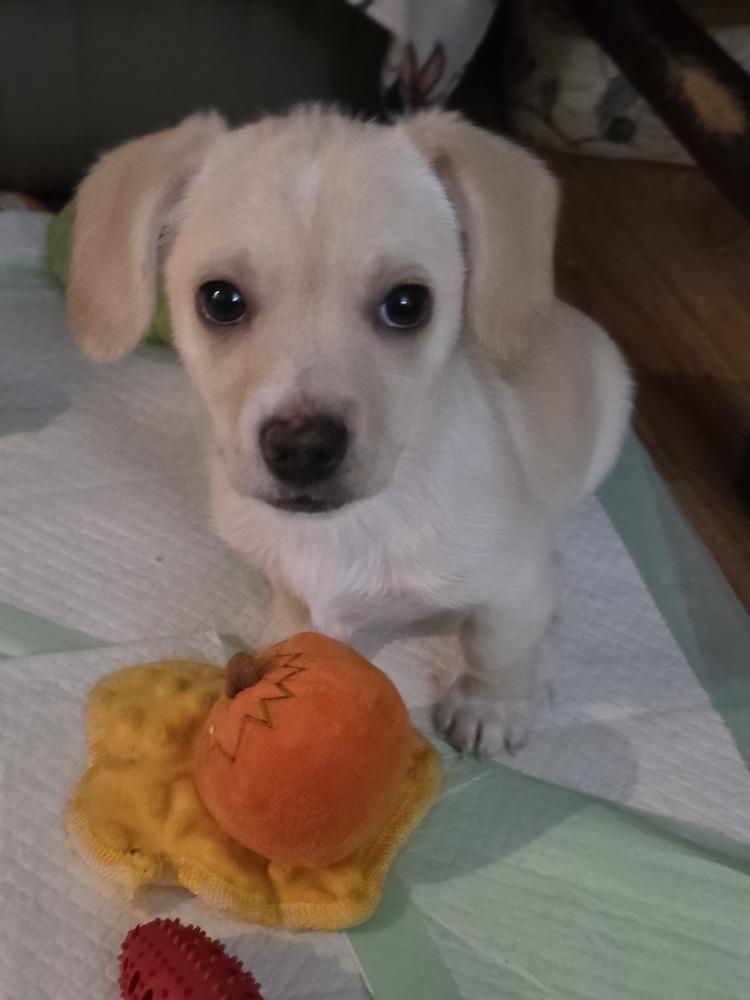 Enlarge Elvis, a Adopted mixed breed in Santa Rosa, CA image 2/4