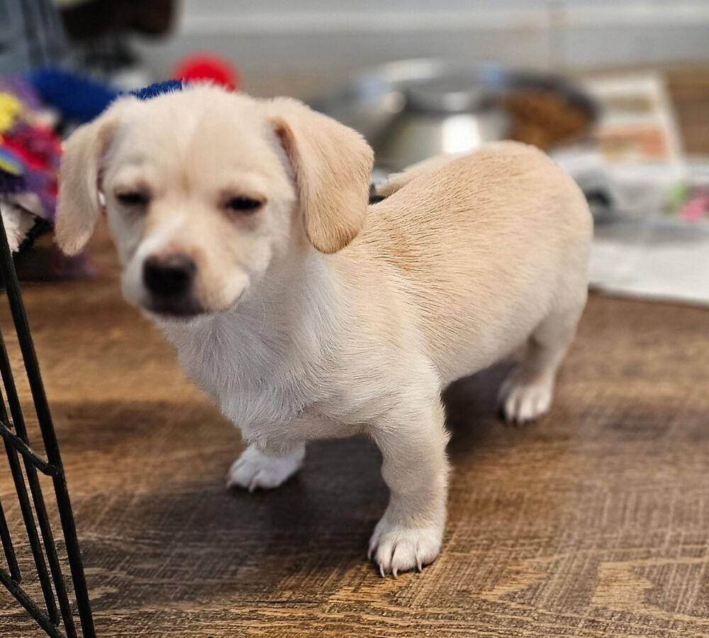 Elvis, Adoptable, Puppy Male Dachshund & Chihuahua.