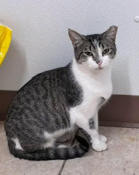 Britt, adopted, Young Female American Shorthair.