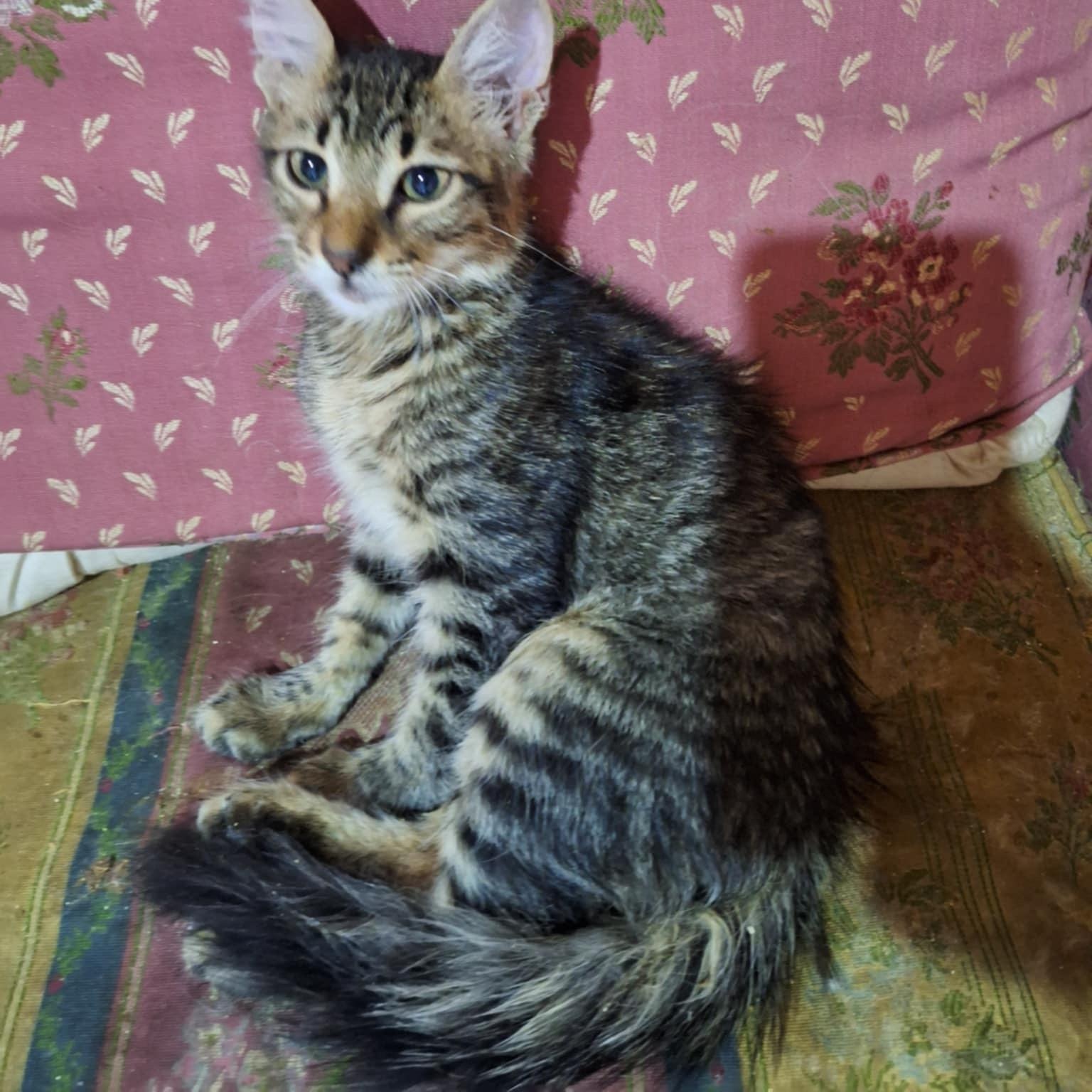 Noor photo 3