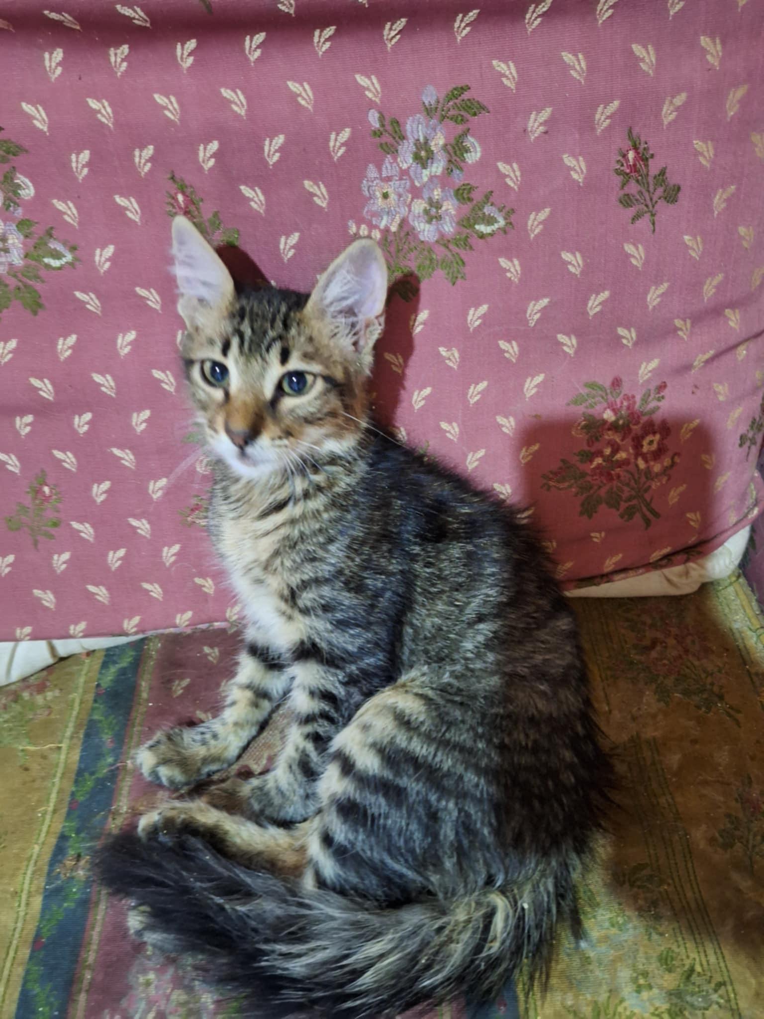 Noor, Baby Male unknown