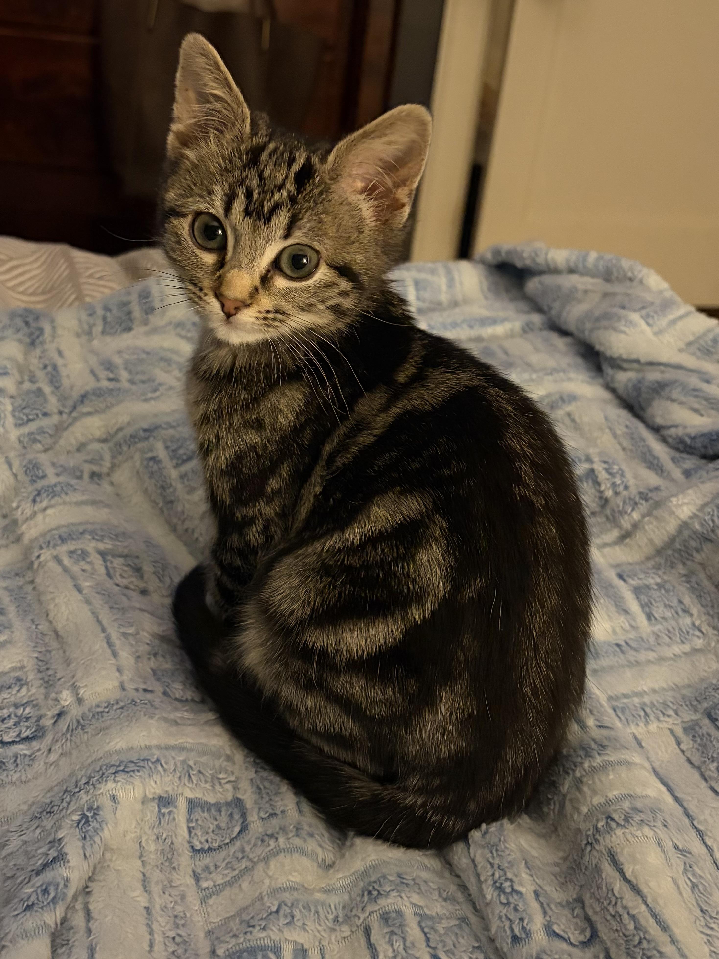 Enlarge Jingles, an adopted mixed breed in Omaha, NE image 1/6