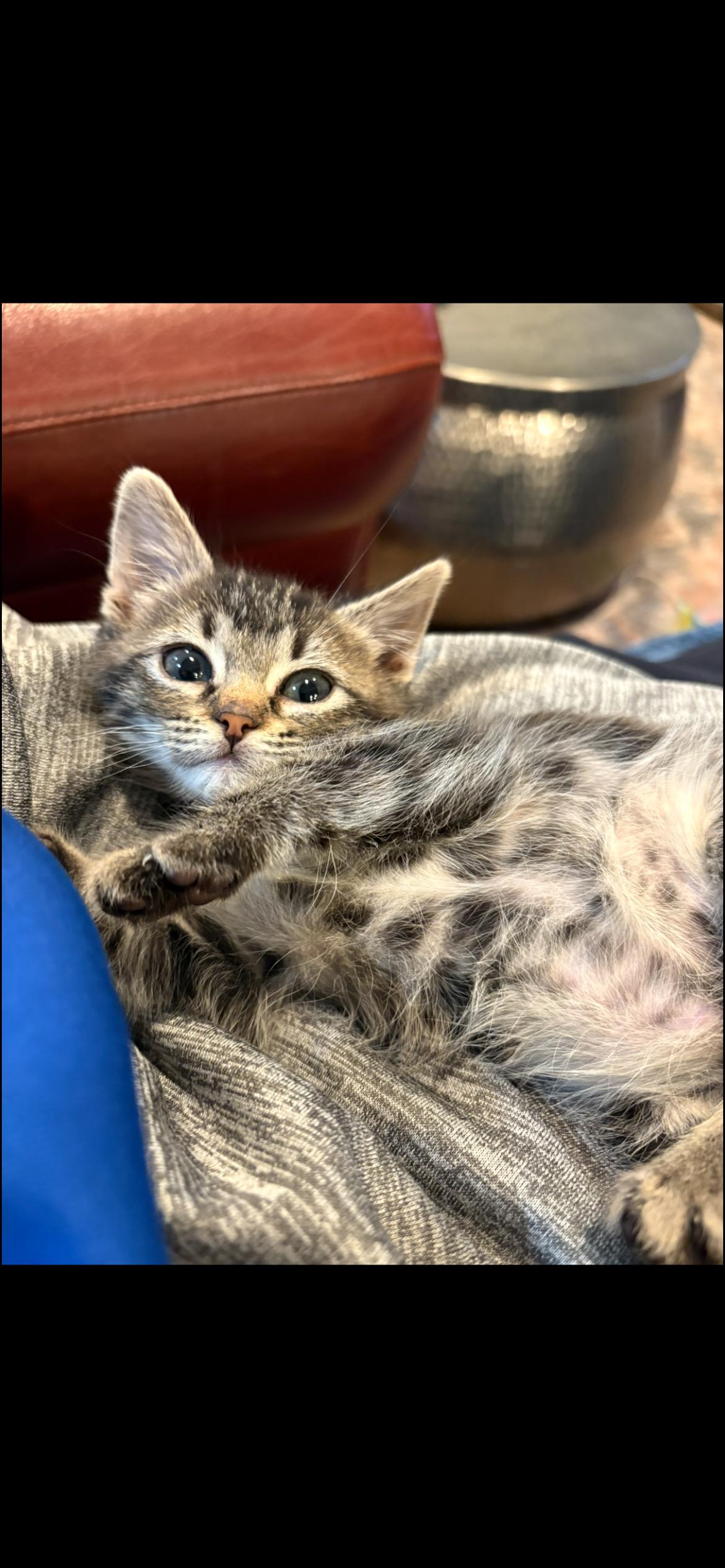 Enlarge Jingles, an adopted mixed breed in Omaha, NE image 6/6