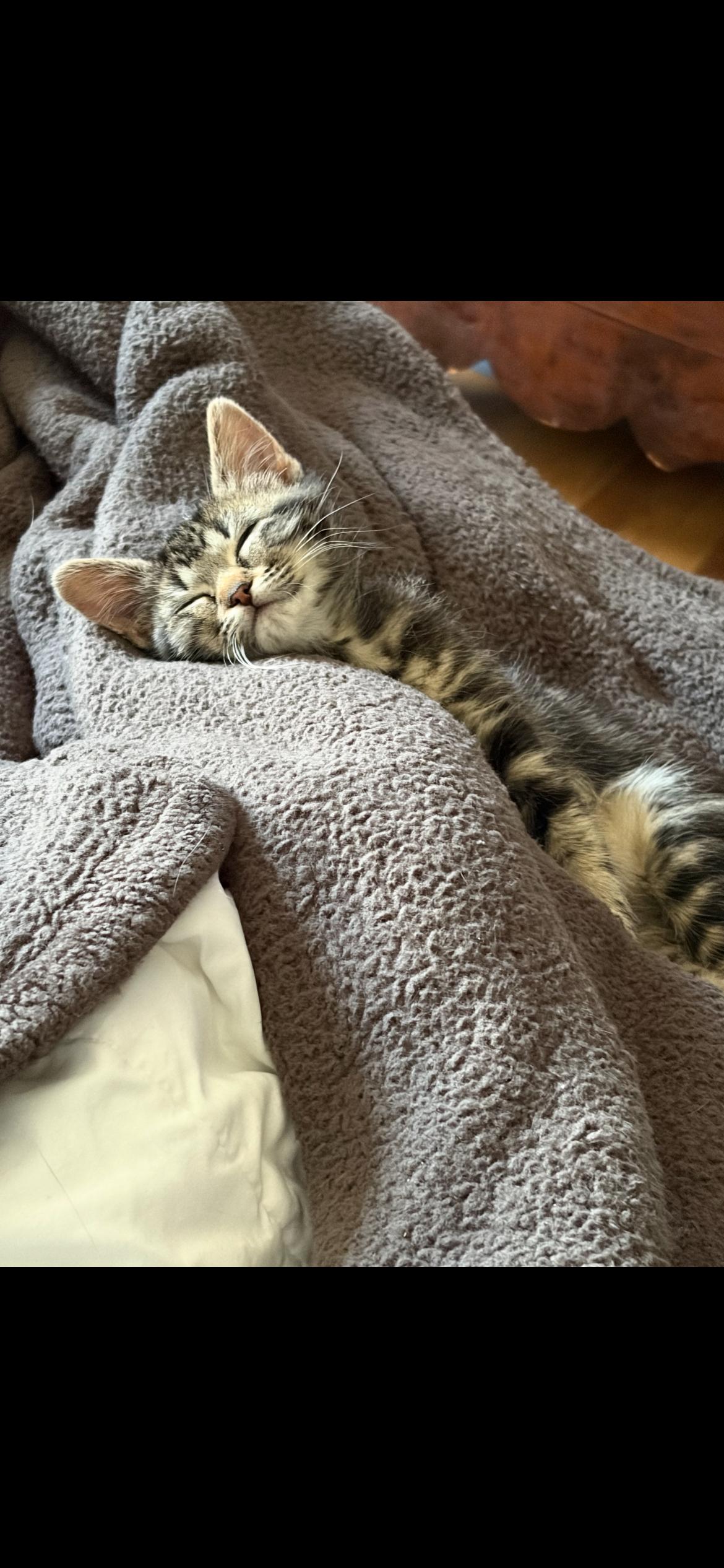 Enlarge Jingles, an adopted mixed breed in Omaha, NE image 2/6