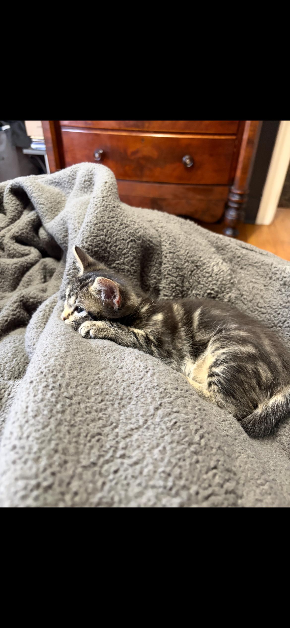 Enlarge Jingles, an adopted mixed breed in Omaha, NE image 4/6