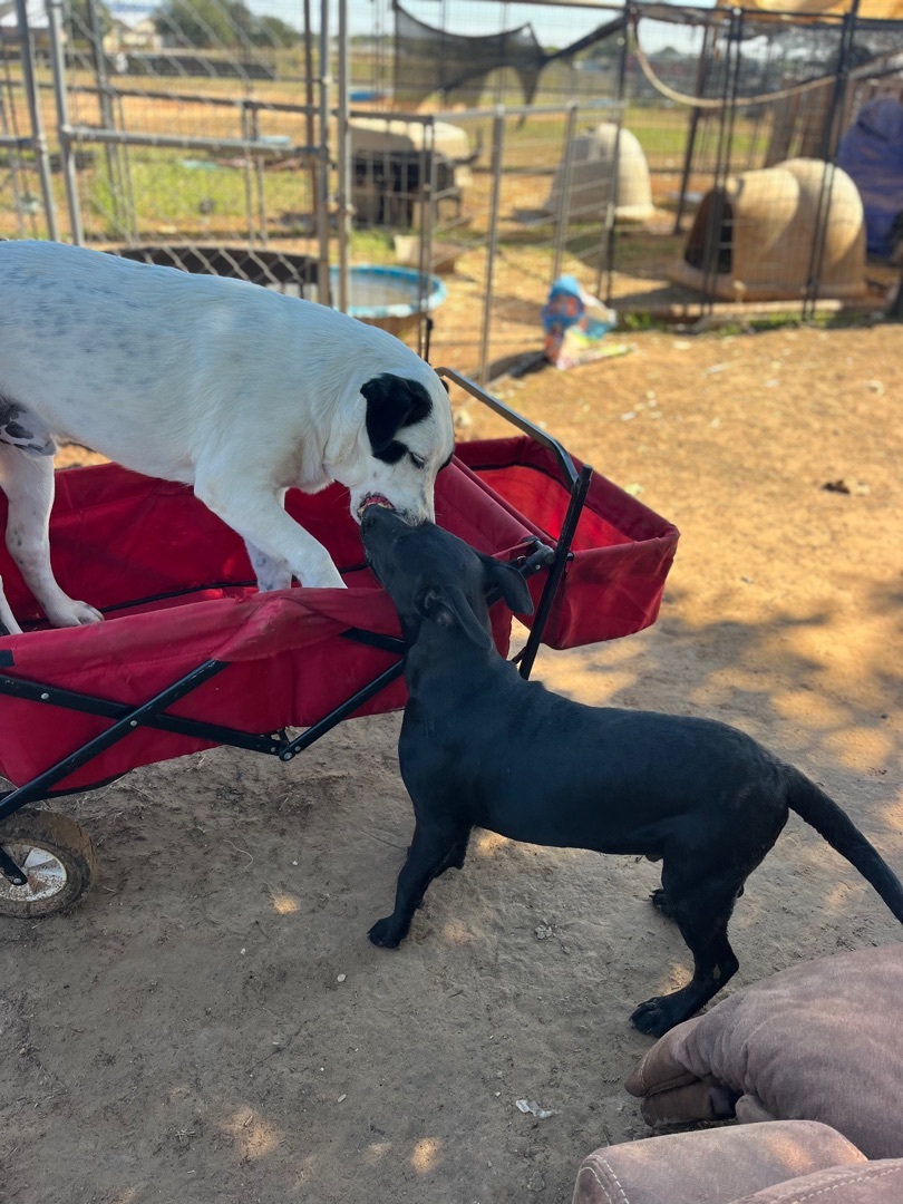 Boggart, a Adoptable mixed breed in Arvada, CO image 2/6