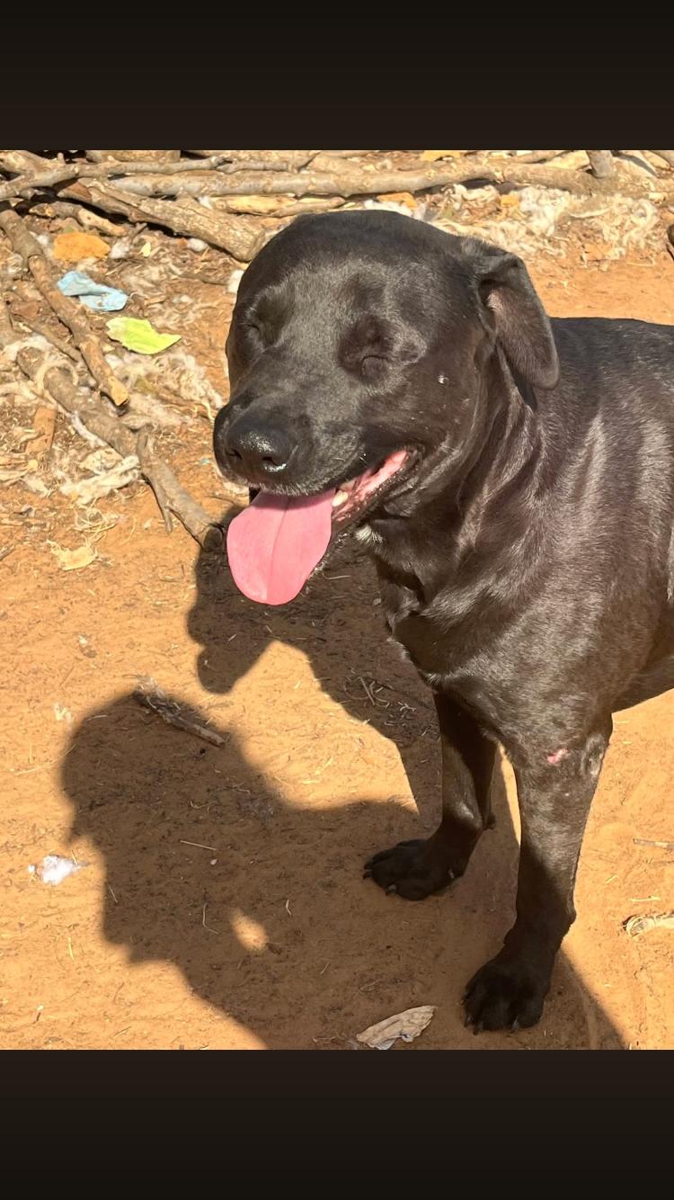Boggart, a Adoptable mixed breed in Arvada, CO image 4/6